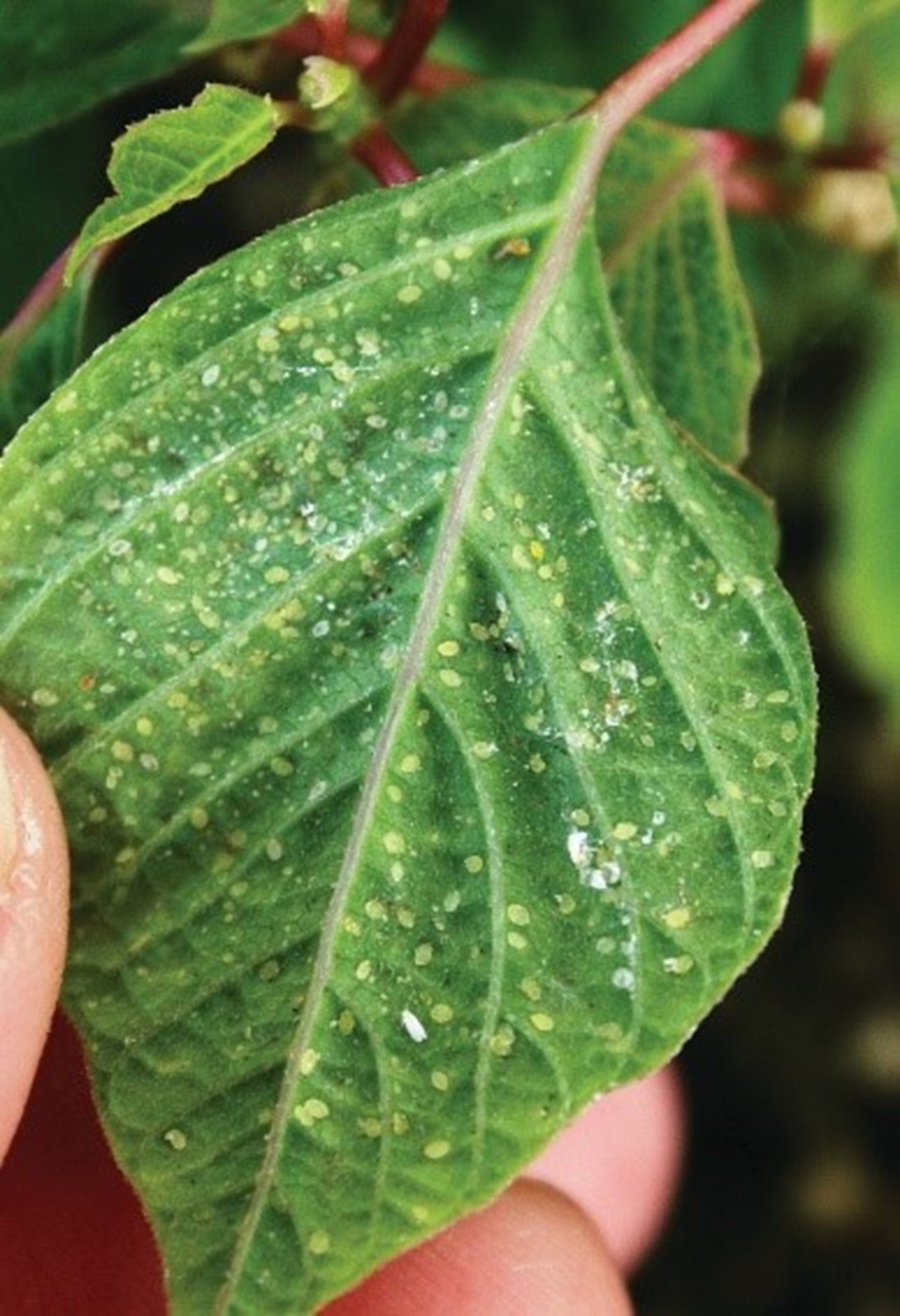 Photo of poinsetta leaf infected with whiteflies